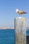 Seagull and city in Cascais