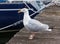 Seagull at the city port