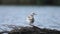 A seagull cleans feathers. Black-headed gull, bird. Slow motion