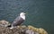 Seagull on the cliff