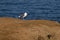 Seagull on a cliff