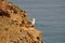 Seagull on the cliff.