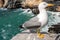 Seagull on the Cliff - Liguria Italy