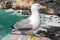 Seagull on the Cliff - Liguria Italy