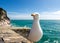 Seagull on the Cliff - Liguria Italy