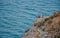 Seagull on the cliffs, in Lagos, Western Algarve coast, Portugal