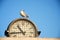 Seagull on a clock