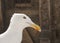 Seagull Close up with beautiful animal eye