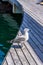 Seagull close up portrait