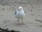 Seagull close-up on sand beach