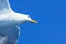 Seagull closeup