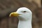 Seagull in closeup with all its details of eyes and beak in the background a Roman Colosseum, Roma, Italy. Top view.