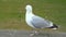Seagull closeup on a green background, a seagull on land, slow motion