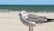 Seagull in closeup at the ocean in Port Aransas, Texas on a sunny day