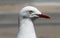 Seagull closeup portrait with diffused background
