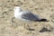 Seagull Closeup on a Sunny Sandy Beach, Good Detail Feathers and Beak