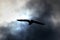 Seagull in cloudy sky