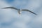 Seagull in the cloudy sky