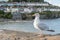 Seagull coastal village