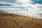 Seagull colony on the beach, flock of seagulls in flight