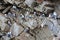 Seagull colony - Black-legged Kittiwake