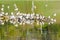 Seagull Colony On River