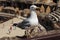 Seagull in Colosseum, Rome