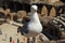 Seagull in Colosseum, Rome