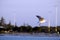 Seagull coming in to land on Jetty, Busselton, WA, Australia