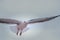Seagull. Common seabird nature image of a free flying gull