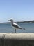 Seagull on a concrete wall in Australia