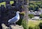 Seagull on Conwy wall