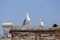 Seagull couple 4