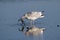 Seagull with Crab Breakfast