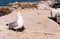 A seagull on crowded beach