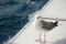 Seagull on the cruise ship