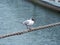 Seagull dancing on marine rope