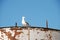 Seagull on the decaying boat