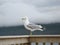 Seagull on deck