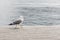 Seagull on deck at water edge