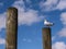 Seagull on Derwentwater in the Lake District in North West England