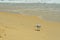 A seagull on a deserted beach, eating a prawn