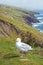 Seagull on the Dingle Peninsula, Ireland