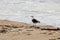 Seagull on the dirty sand of the beach of Barra da Tijuca Rio de Janeiro Brazil with the sea in the background
