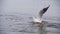 Seagull Diving and Fighting for Food in Winter Ice-Covered Sea. Slow Motion