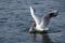 Seagull diving for food