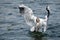 Seagull diving for food