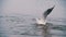 Seagull Diving for Food in Winter Sea. Slow Motion