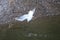 Seagull diving in a river