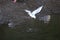 Seagull diving in a river